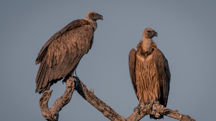 ����������� ���������� � ���������� ��������