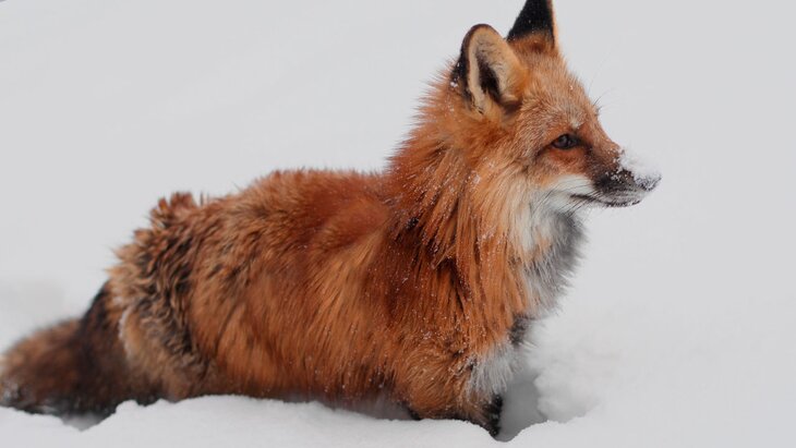 ���������� ������ �������� ���������� ��� � �������