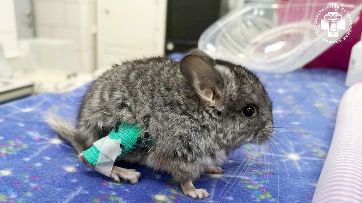 ��������� ���������� ������� �������� �� ��������� �����