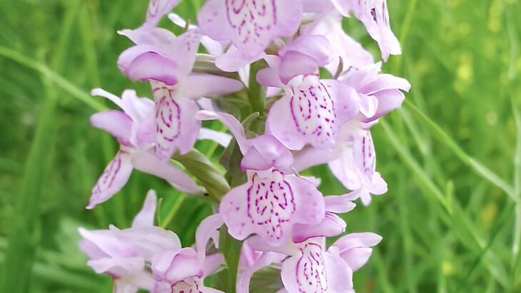 � ������ ����������������� ��������� ������ �������