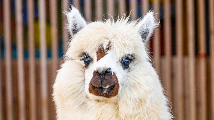 "�������� ��������" ������� ��� ��� ������� �� ����������� ��������