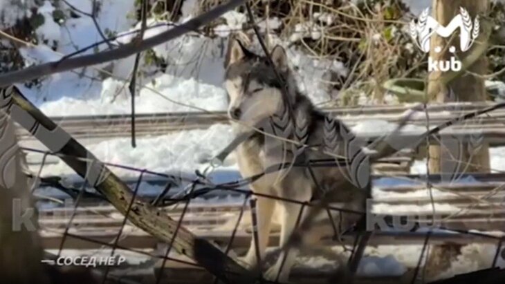 ������ ��� "�������" ��������� ����������� � �������, ���������� ������� � ����