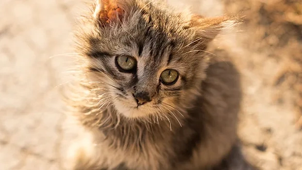 ���������� �� ���������� ��������� � ������ ������ ������� ����� ���