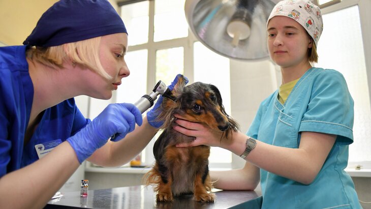 ������� ����������� �������� �������� ��������� � �������� ��������