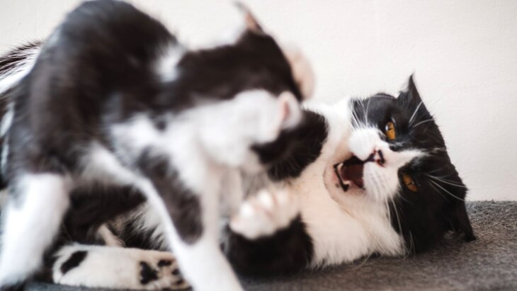 ���������������� ����� ��������������� �������� ����������� ����� � ��������� �������