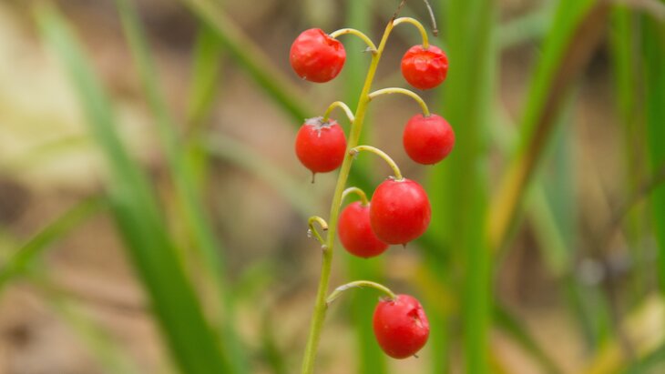 ������� ���������, ����� �������� ����� ������ � �����������