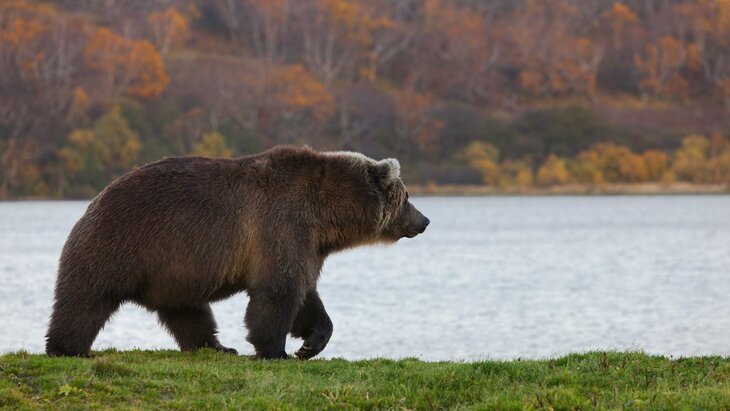 � ������ ���������� ������������ ����� ��� ������ � ���������-���������