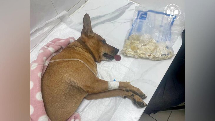 ���������� ���������� ������ ���, ������������� ����������� ������