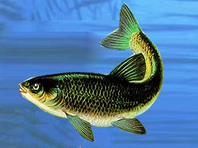 ��������� ���� � ���� ���������� � ����������� �������