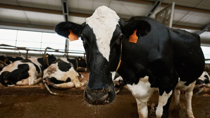 � ������������� ������� ��������� ������� ����� �� ������ ������������