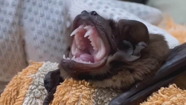 ���������� ����������� �������� ������ ������� ���� �� ������ �����