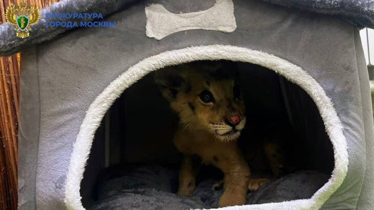 � ������ ��������� ���� ����� ����������� ������������ ������ � �������� �������