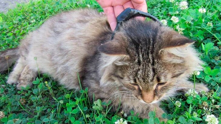 ����-������������ ��������� � ������������� �������