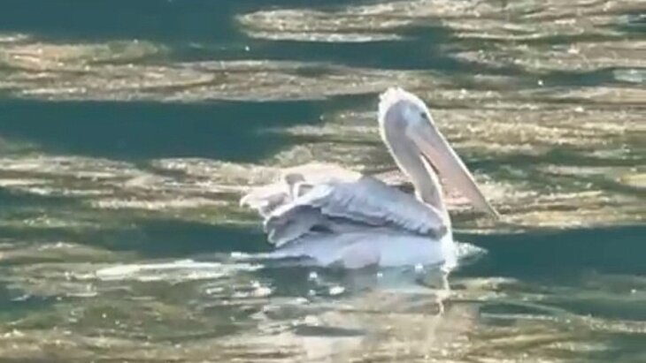 ������� ��������� �������� �������� �� "���� �����"