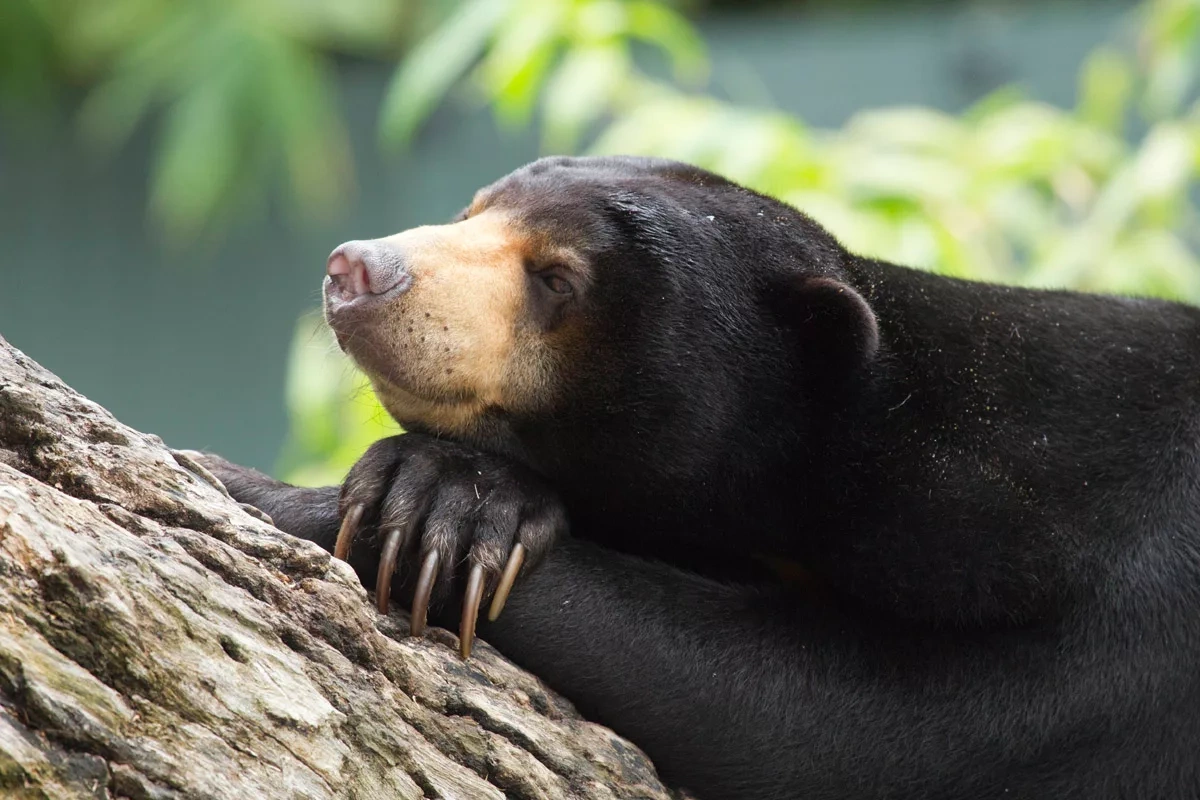 � ���������� �������� ������� �������� ���������� ������� �����������