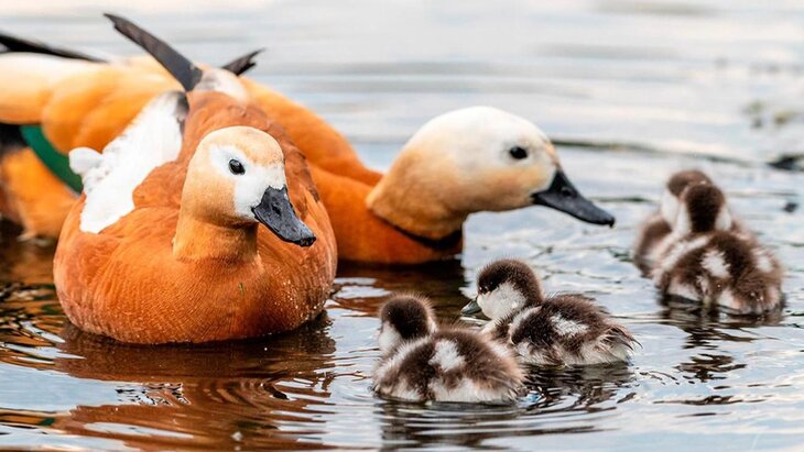 ����� ���� ����� ����� �������� ������� �� ������� ����������� �������