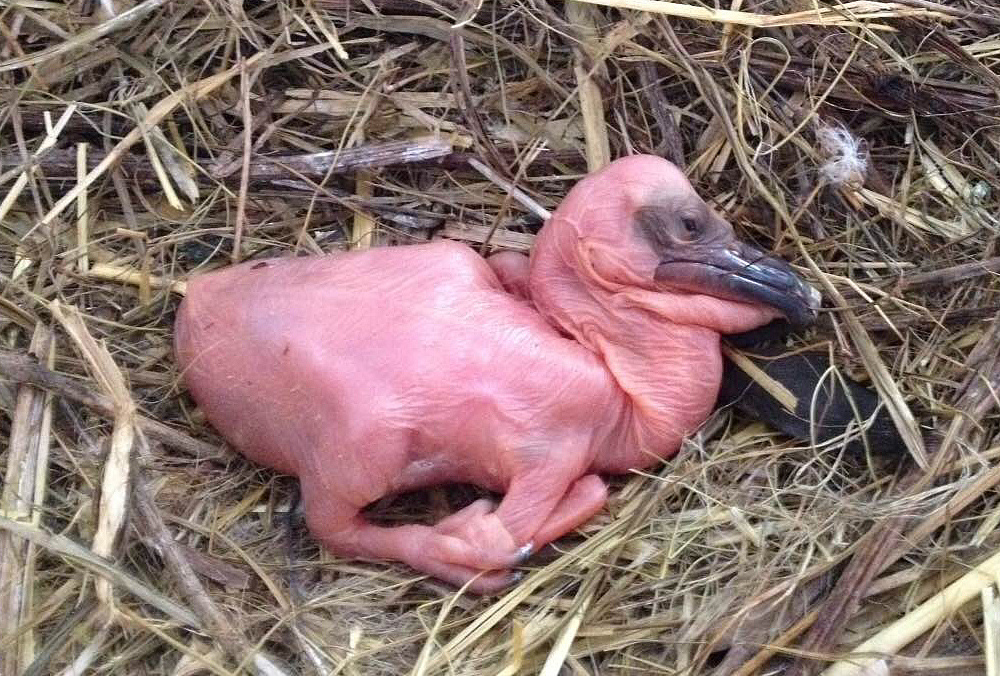 Птенец розового пеликана вылупился в Московском зоопарке