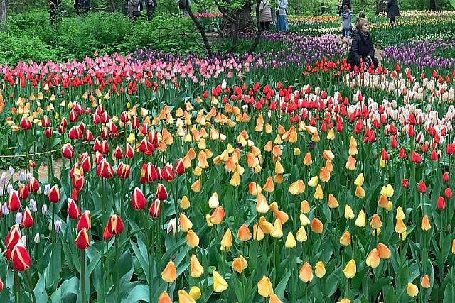 В «Аптекарском огороде» дадут концерт в честь цветения 100 тысяч тюльпанов