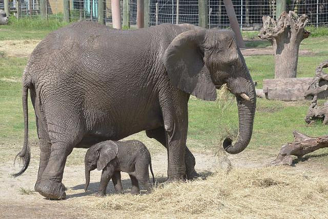 В столичном зоопарке появился на свет детеныш азиатского слона