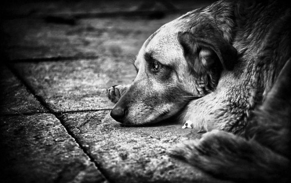 Акция помощи бездомным собакам проходит в Пресненском районе