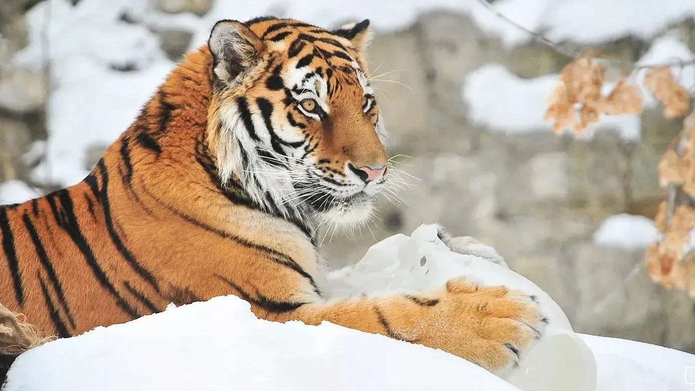 Московский зоопарк работает по зимнему режиму работы