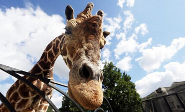 Закрыт павильон «Животные Африки» в Московском зоопарке