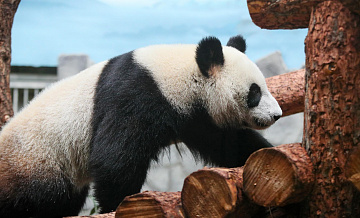Павильон панд в Московском зоопарке откроют 29 июня