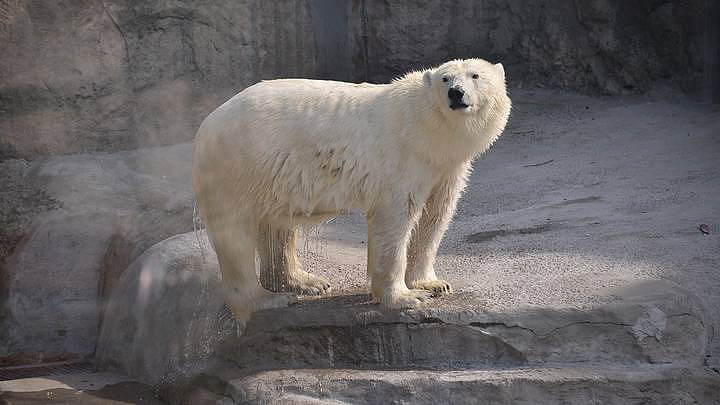 Белую медведицу привезли в Московский зоопарк из Ростова-на-Дону