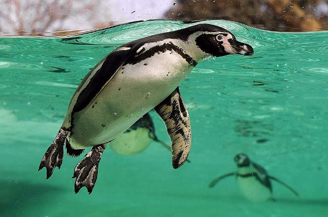 В Московском зоопарке на свет появились птенцы пингвинов Гумбольдта