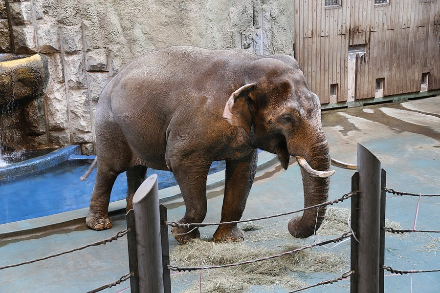 Азиатские слоны в Московском зоопарке стали ближе к посетителям