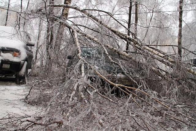 В Головинском районе упавшее дерево повредило сразу десять автомобилей