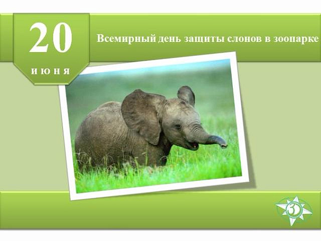 Всемирный день защиты слонов в зоопарках отметят в Московском зоосаду 20 июня