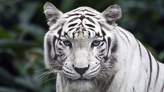 В столичном зоопарке посетителям покажут манулов и белых тигров