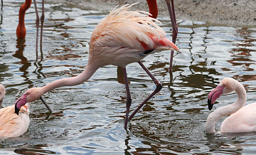 Фламинго переселились в Московском зоопарке