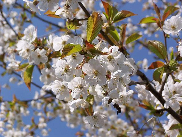 28 мая в Лужниках высадят вишневые деревья