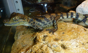 Крокодила нашли в клубе в центре города