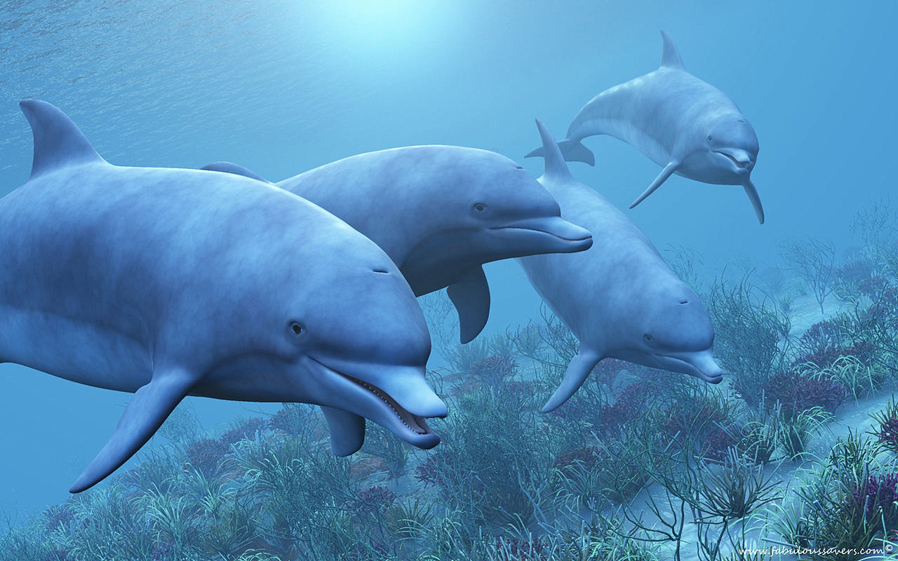 Учёные: дельфины не догоняют людей по развитию из-за отсутствия пальцев