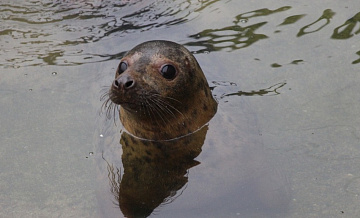 В столичном зоопарке поселилась спасенная в Калининграде самка тюленя