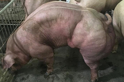 Аномально мускулисты свиньи шокировали зоозащитников и пользователей соцсетей