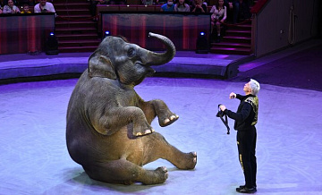 В Госдуму внесли законопроект о запрете использования животных в цирках