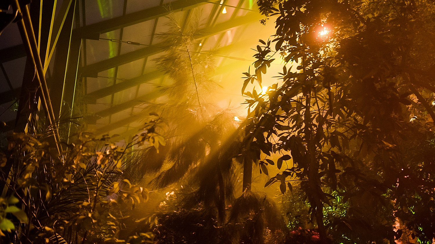 Выставка «Растения тропического леса» в «Аптекарском огороде»