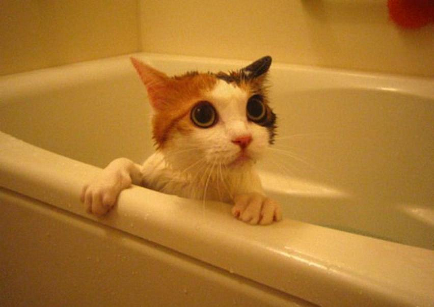 В ЦАО кошка спасла тонувшую в ванне хозяйку