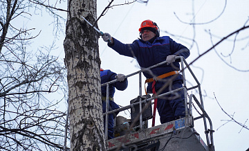 Аварийные деревья ликвидированы в Мещанском