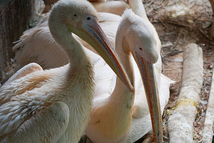 Пеликаны вышли на пруд в Московском зоопарке