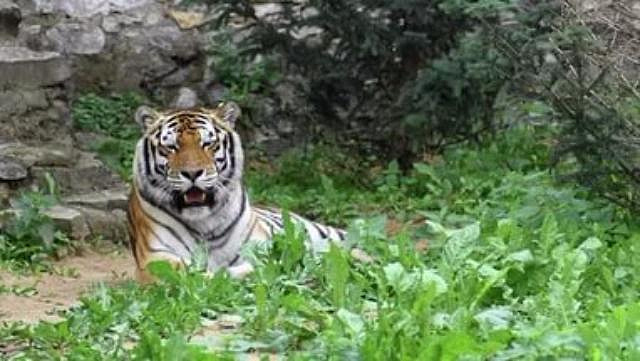 Тигр Умар из столичного зоопарка отправился к своей невесте в США