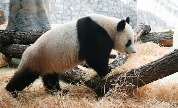 Панды из Московского зоопарка «пообщались» с сородичами из Китая
