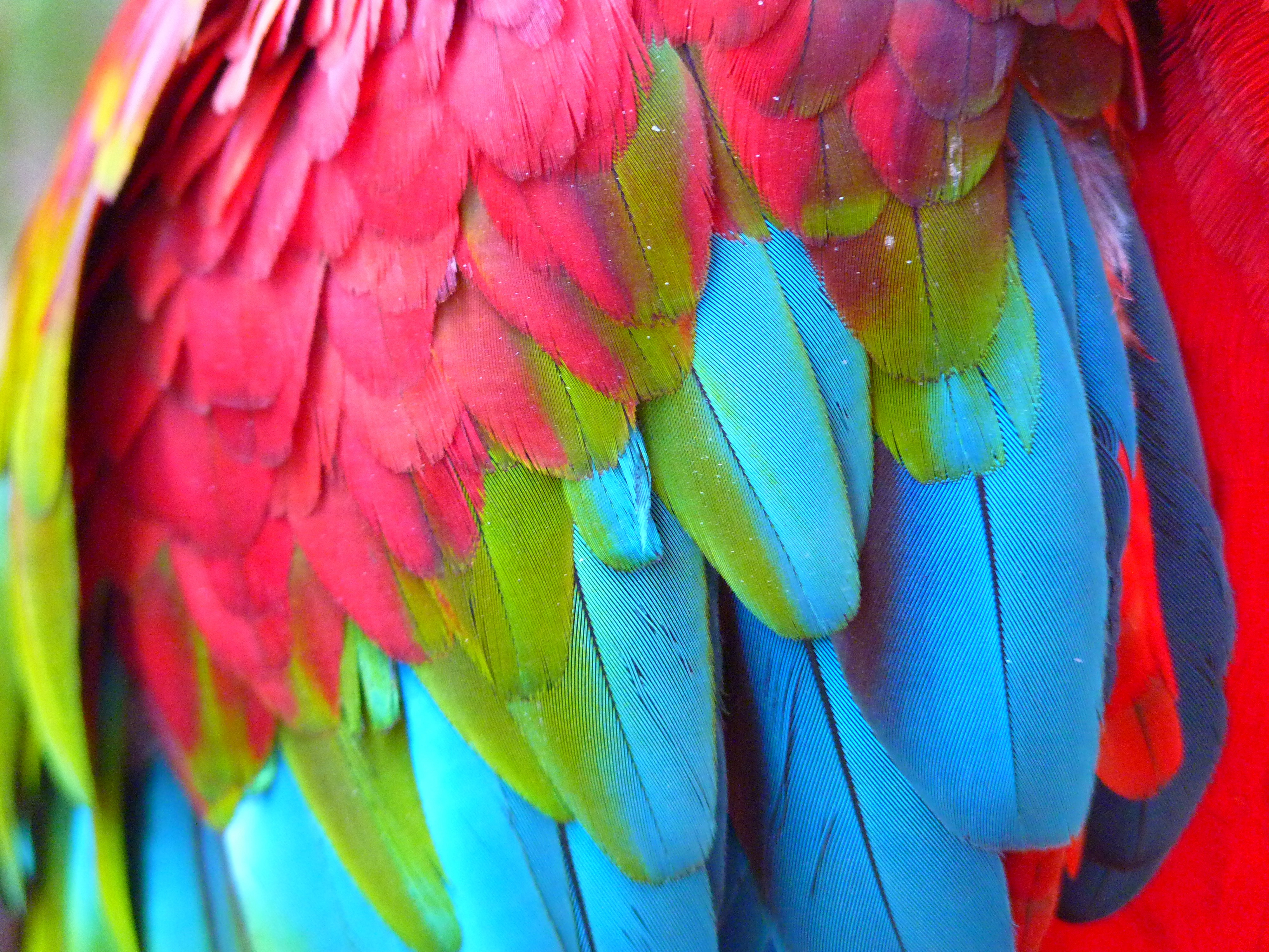 Colourful feathers. Попугай ара. Яркие перья. Разноцветные птицы. Разноцветные перья.