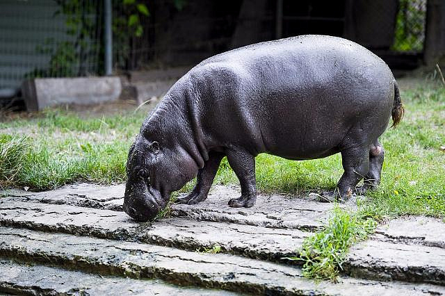 Карликового бегемота теперь можно увидеть в Московском зоопарке