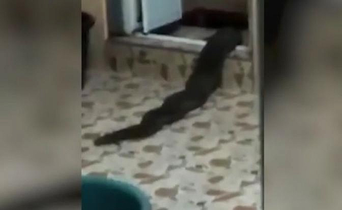Житель Малайзии снял на видео, как неизвестное существо вылезло из его туалета