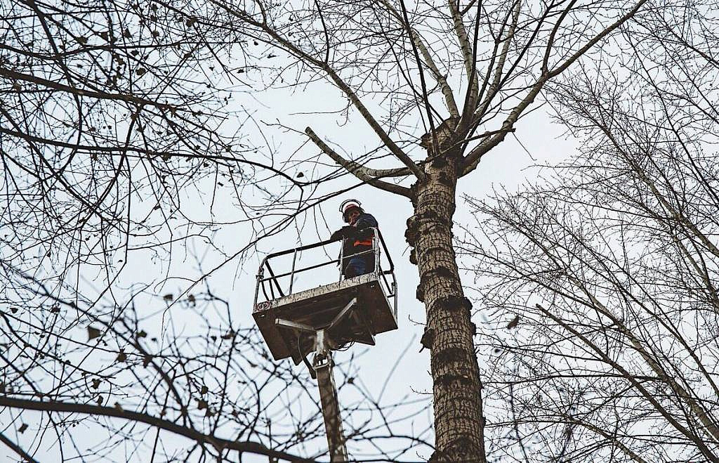 Обрезка деревьев цена в подмосковье. Кронировать деревья это. Обрезка деревьев в Московской области. Омолаживающая обрезка тополей. Кронированное дерево.